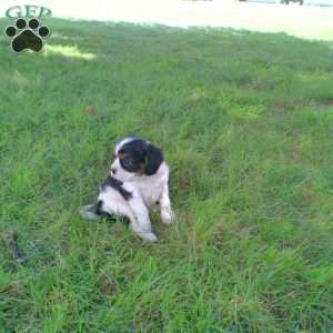 Donald, Cavalier King Charles Spaniel Puppy